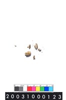 藏品(人齒)的圖片