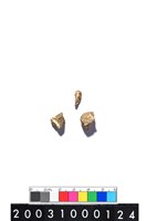 藏品(獸骨)的圖片