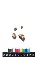 藏品(人齒)的圖片