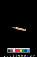 藏品(獸骨)的圖片