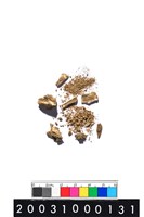 藏品(獸齒)的圖片