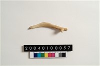 藏品(骨器)的圖片