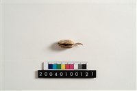 藏品(儀式用檳榔)的圖片