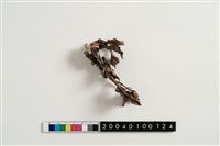 藏品(Asap)的圖片