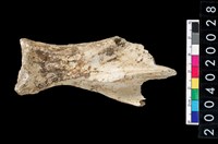 藏品(肩胛骨)的圖片