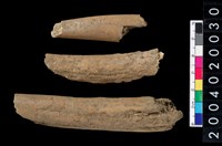 藏品(鹿角)的圖片