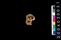 藏品(豬牙)的圖片