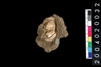 藏品(豬牙)的圖片