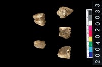 藏品(豬牙)的圖片