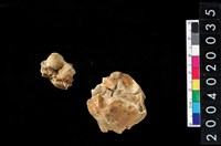 藏品(豬骨齒殘片)的圖片