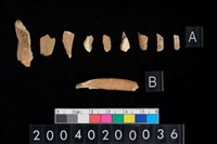 藏品(豬骨齒殘片)的圖片