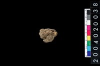 藏品(獸齒)的圖片