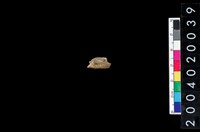 藏品(獸齒)的圖片