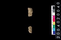 藏品(獸齒)的圖片