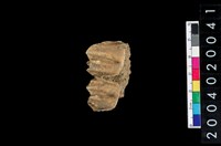 藏品(獸齒)的圖片