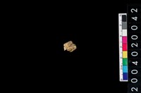 藏品(獸齒)的圖片