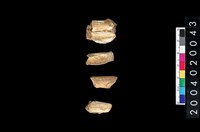 藏品(獸齒)的圖片