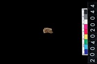 藏品(獸齒)的圖片