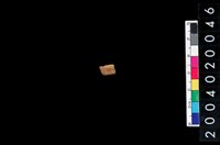 藏品(獸齒)的圖片