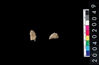 藏品(獸骨殘片)的圖片