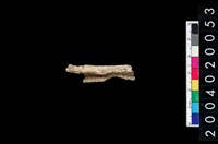 藏品(獸骨殘片)的圖片