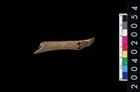 藏品(獸肢骨殘片)的圖片