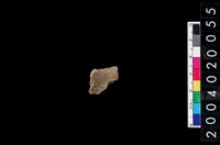 藏品(獸骨殘片)的圖片