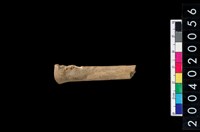 藏品(獸肢骨殘片)的圖片