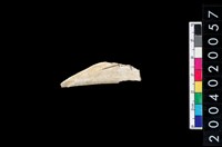 藏品(獸骨殘片)的圖片