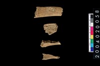 藏品(獸骨殘片)的圖片