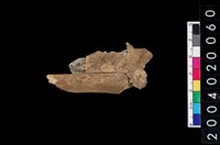 藏品(獸肢骨殘片)的圖片