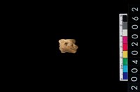 藏品(獸骨殘片)的圖片