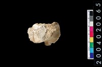 藏品(獸齒)的圖片