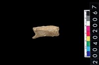 藏品(獸骨殘片)的圖片