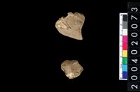 藏品(獸骨殘片)的圖片