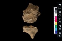 藏品(獸骨殘片)的圖片