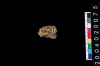 藏品(獸骨殘片)的圖片