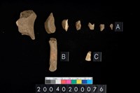 藏品(獸骨齒殘片)的圖片