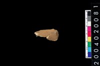 藏品(獸骨殘片)的圖片