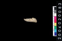 藏品(獸齒)的圖片