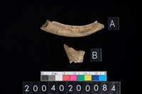 藏品(獸骨殘片)的圖片