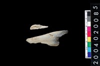 藏品(獸骨殘片)的圖片