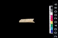 藏品(獸骨殘片)的圖片