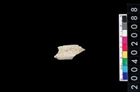 藏品(獸肢骨殘片)的圖片