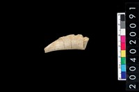 藏品(獸骨殘片)的圖片