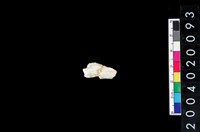 藏品(獸骨殘片)的圖片