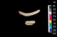 藏品(獸骨殘片)的圖片