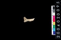 藏品(獸骨殘片)的圖片