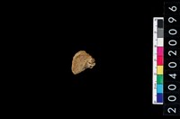 藏品(獸骨殘片)的圖片