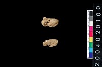 藏品(獸骨殘片)的圖片